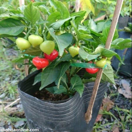 5h Hạt Giống Ớt Kiểng Lùn Biquinho Đỏ Shop hạt giống TỐT