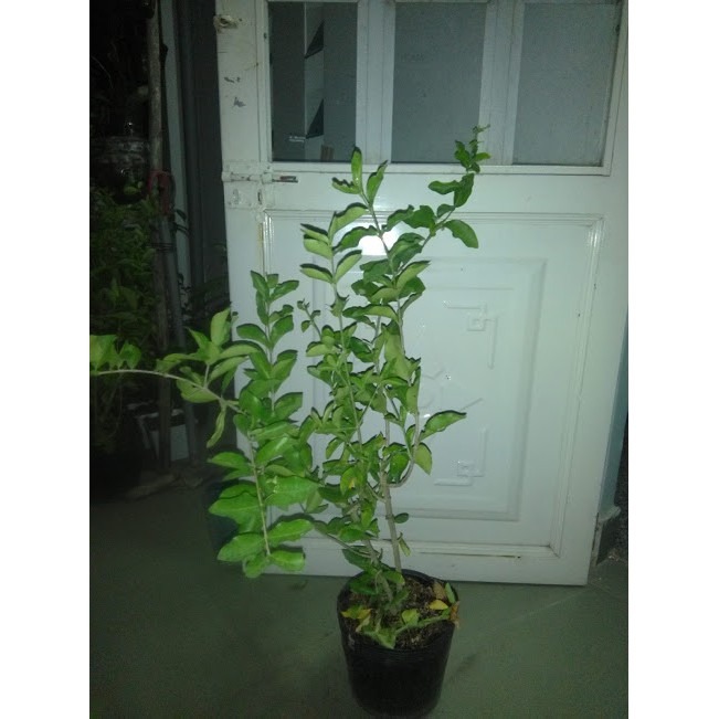 Cây sơ ri giống