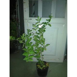 Cây sơ ri , chiều cao 60-80cm (freeship)