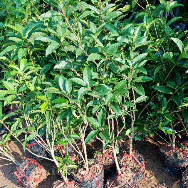 Cây mộc hương giống hoa trắng, vàng thơm ngát hương