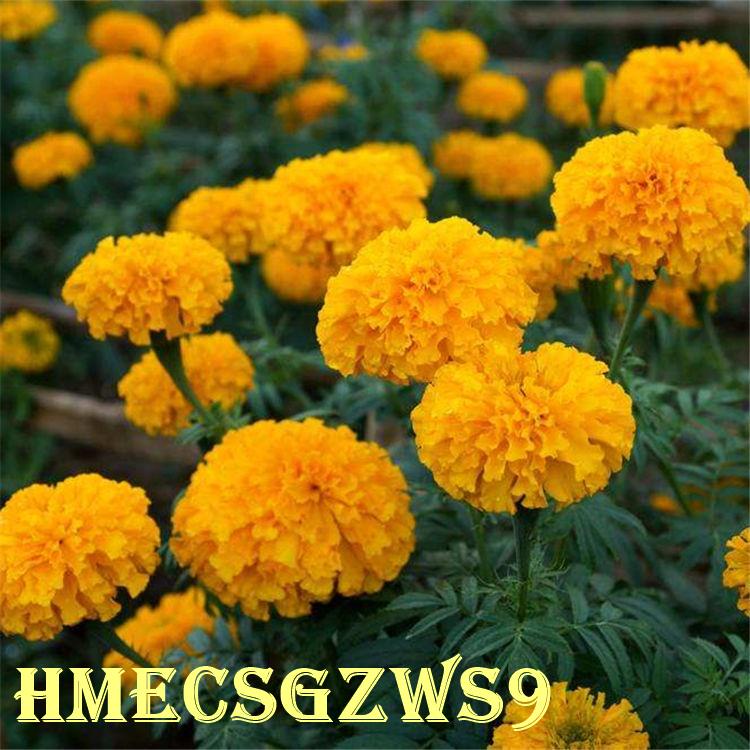 Hạt giống cúc vạn thọ pháp Bốn mùa dễ sống nở hoa công viên hoa và cây dễ trồng 50h