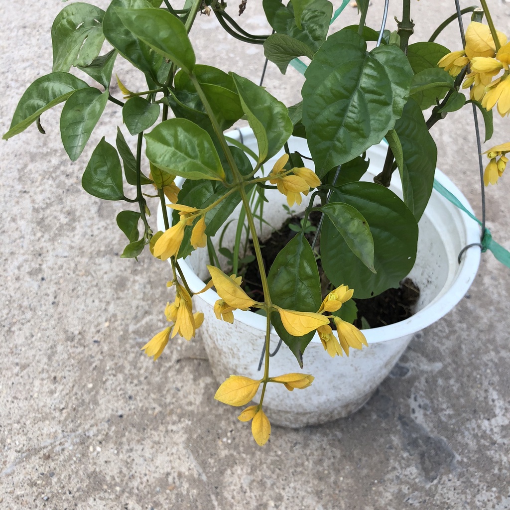Lan hoàng dương - cây lan hoàng dương cao 40cm trồng sẵn chậu treo thích hợp trang trí ban công sân vườn