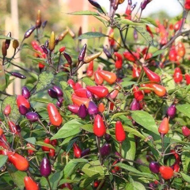 Hạt giống ớt ngũ sắc