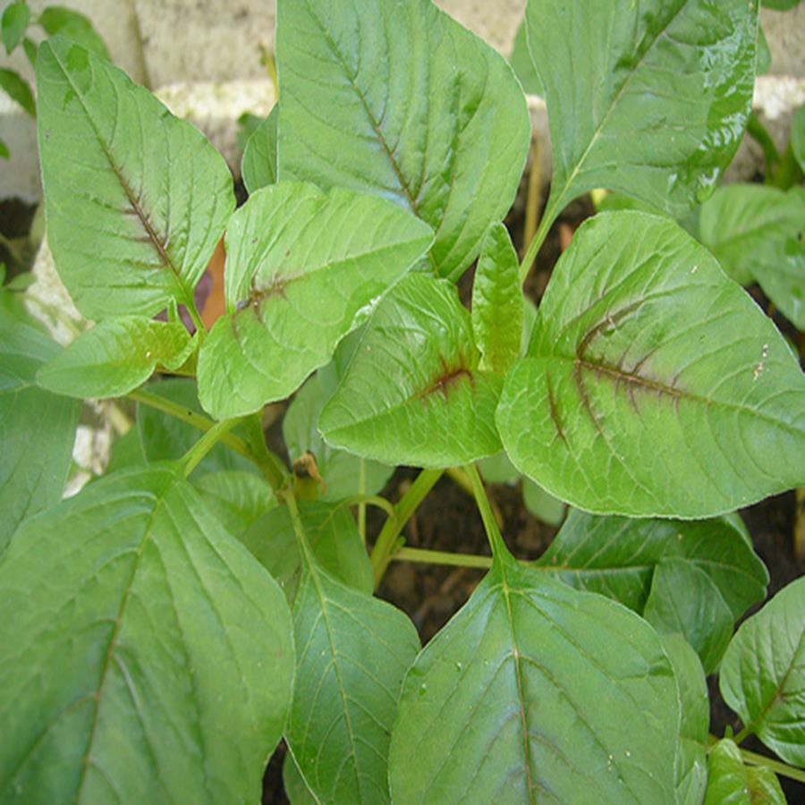 Hạt giống rau Dền xanh lá tròn tặng kích mầm