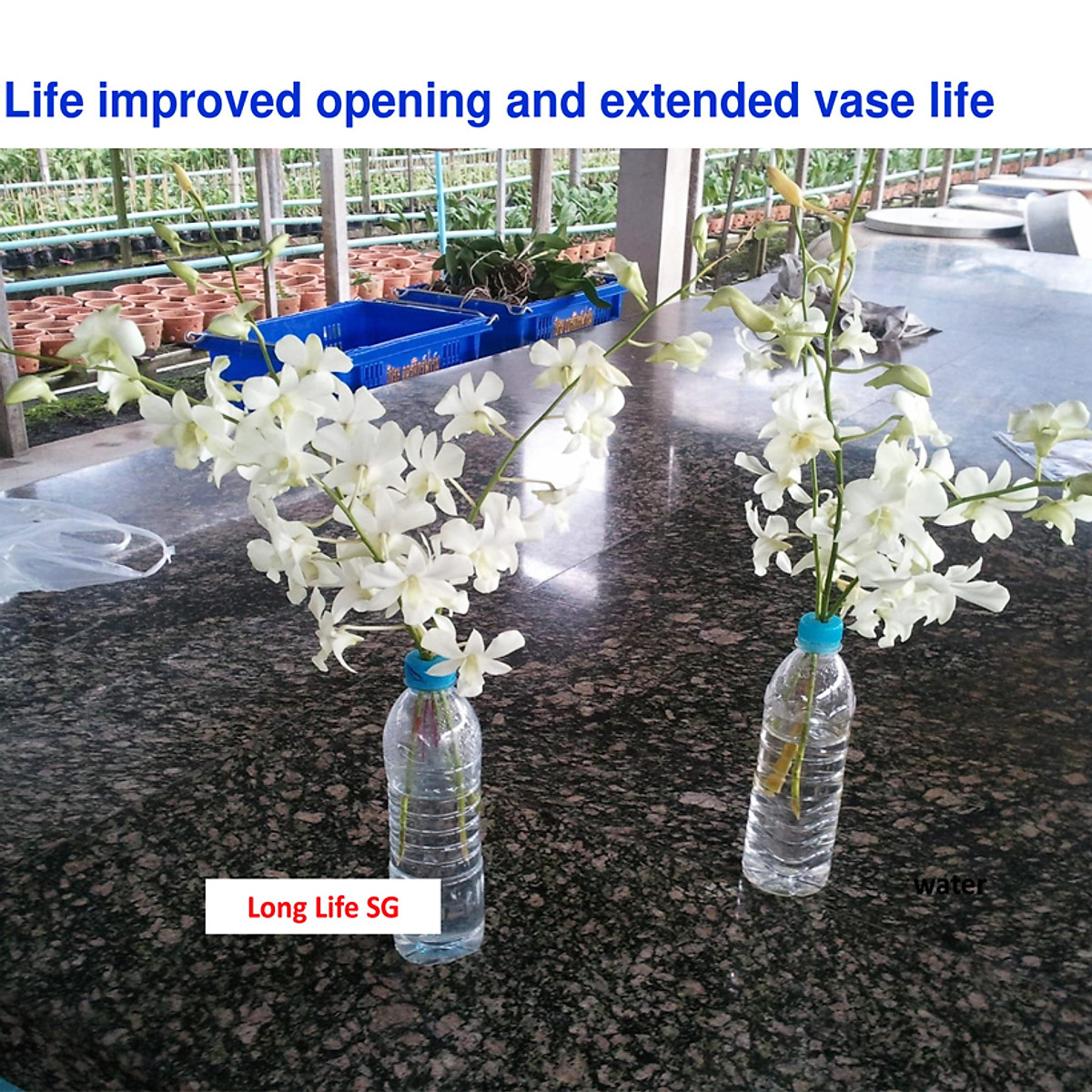 Nước cắm hoa lâu tàn (Set 100 gói) dạng bột nhập khẩu Israel mỗi gói tạo ra 0.5L dung dịch xử lý hoa cắm bình