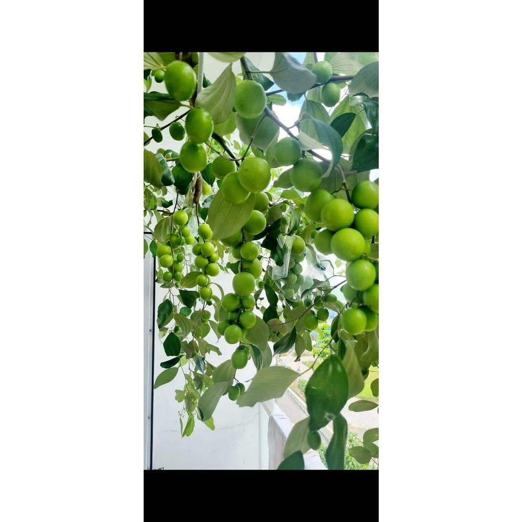 Cây Giống Táo Thái Leo Giàn Ninh Thuận