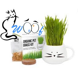 Hạt cỏ mèo