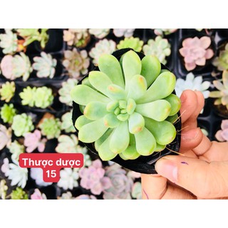 sen đá thược dược