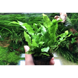 Cây thủy sinh Dương Xỉ Mỹ Nhân - lá cạn