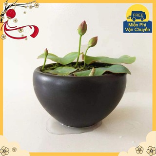 Bùn Trồng Hoa Sen Nhật
