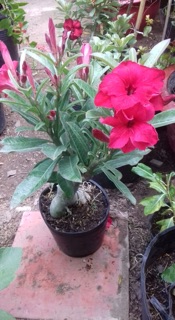 Cây hoa sứ thái siêu hoa