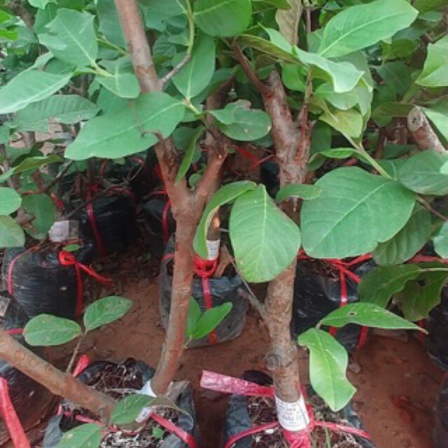 Cây Ổi Nữ Hoàng