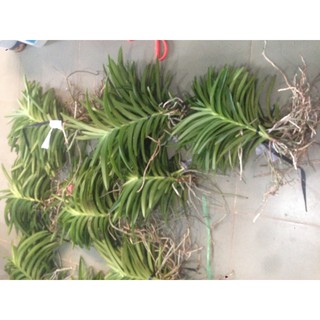 ComBo 4 Cây giống Hoa Lan Mokara Nhiều Màu Đỏ,Vàng,Tím,Hồng, cây cao 20-30 cm