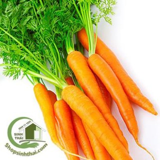 Hạt giống củ cà rốt