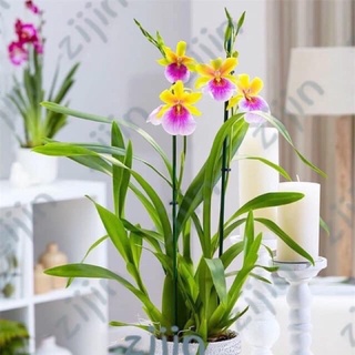 Hoa lan vũ nữ chơi tết
