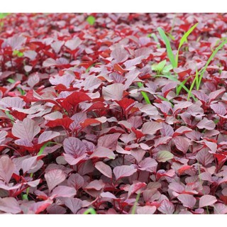 Hạt giống rau dền đỏ nhiều giá trị dinh dưỡng