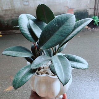 Chậu Búp Đa Đỏ