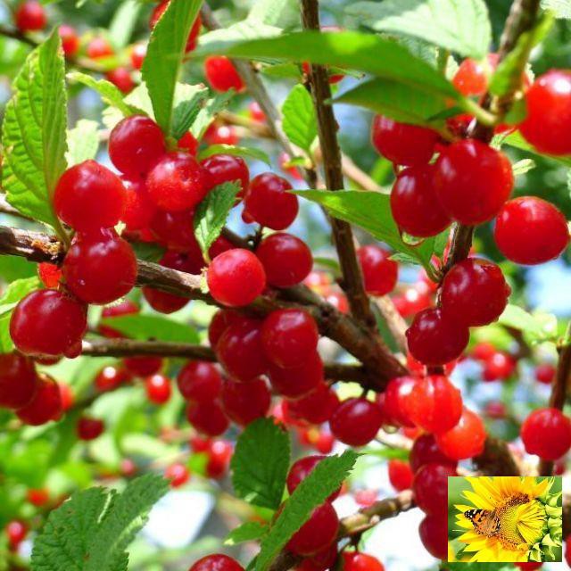 Gói 5 Hạt Giống Anh Đào Triều Tiên