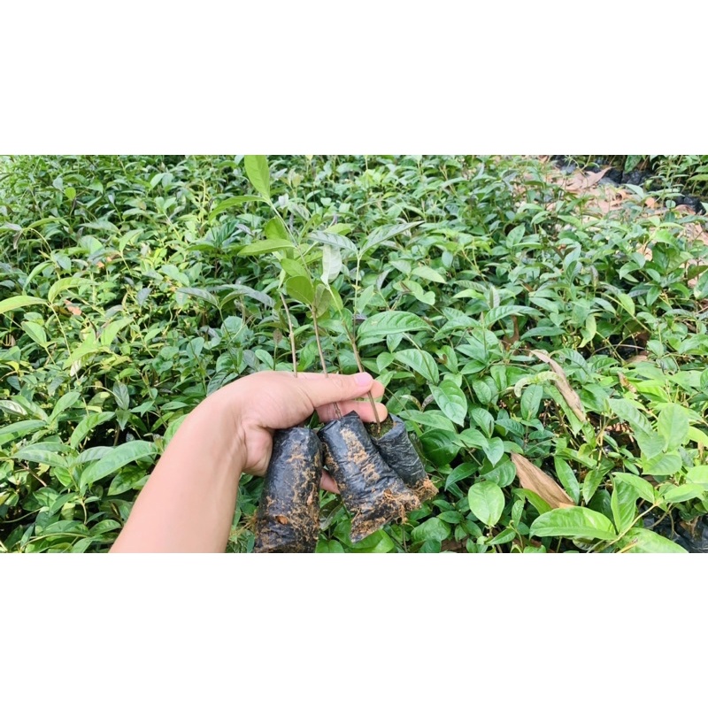 Ba Kích tím giống ( ruột gà )