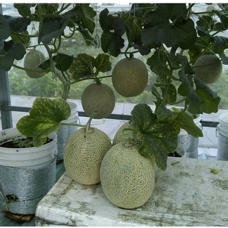 Bộ 2 gói hạt giống dưa lưới - tặng 1 gói kích mầm