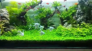 Hạt giống cỏ Trân châu nhật