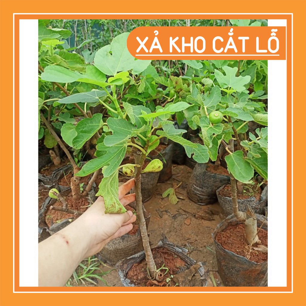 CÂY SUNG MỸ ĐANG QUẢ TRỒNG CHẬU - HOÀN TIỀN 200% NẾU CÂY SAI HÌNH