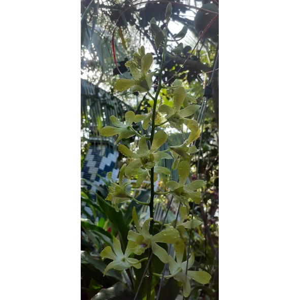 Hoa lan Dendro Nắng Vàng thị, chậu cây trưởng thành, sắp có ngồng hoa, hoa thơm, nhiều thân