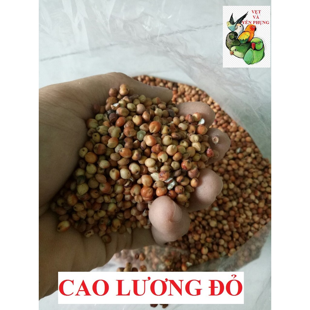 500gram HẠT TỔNG HỢP cho VẸT SUN CORUNES, GREEN CHEEK, GREEN NECK, XÍCH, HAHN, CAIQUE, RING NECK