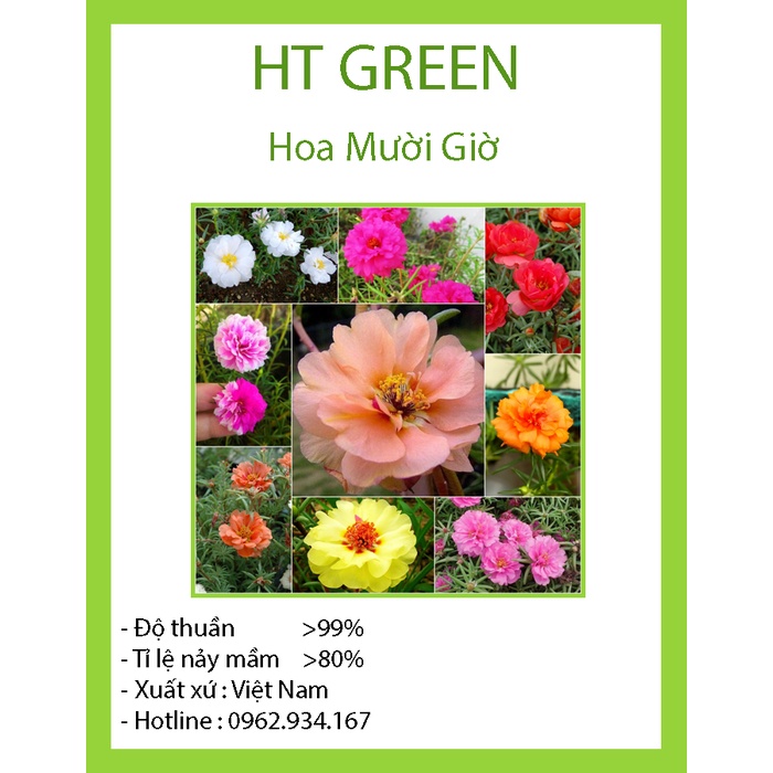 hạt giống hoa 10 giờ mỹ kép mix màu gói 500 hạt