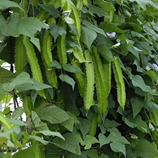 10gr - HẠT GIỐNG ĐẬU RỒNG