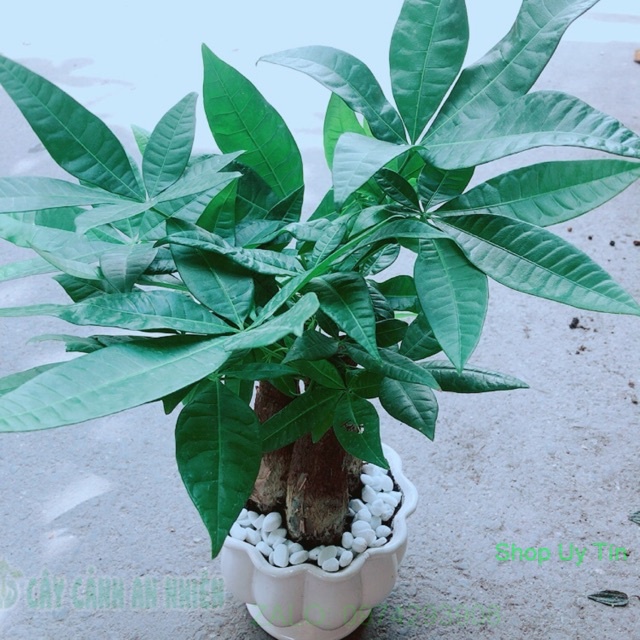 Chậu Kim Ngân 3 Thân Size Lớn