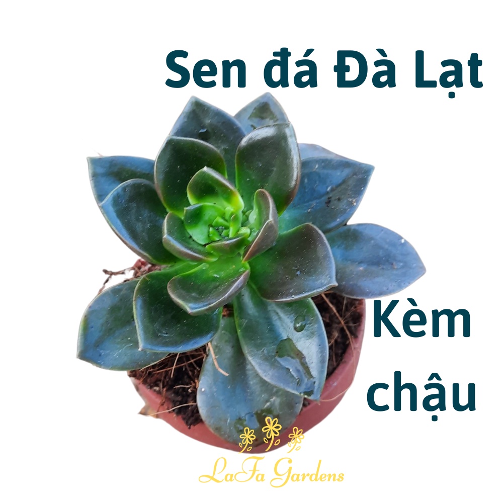 Sen đá kèm chậu, cây sen Nhật Nguyệt, vườn sen đá Lafa Garden