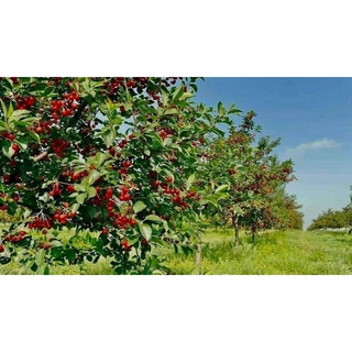 CÂY GIỐNG CHERRY ( TRỒNG CHẬU ĐƯỢC - HỢP KHÍ HẬU 3 MIỀN)