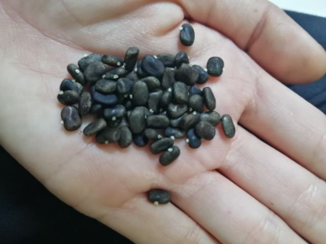 Hạt giống Hoa đậu biếc