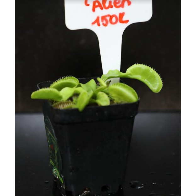 Cây Bắt Mồi-Cây Bẫy Kẹp-Venus flytrap Dionea muscipula ‘Alien’ tại Hắc Tê-Exotic Garden