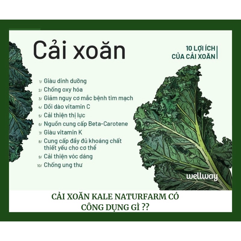 Bột cải kale organic  bột cải xoăn  sấy lạnh - đẹp da, giảm cân, detox, - ảnh sản phẩm 4