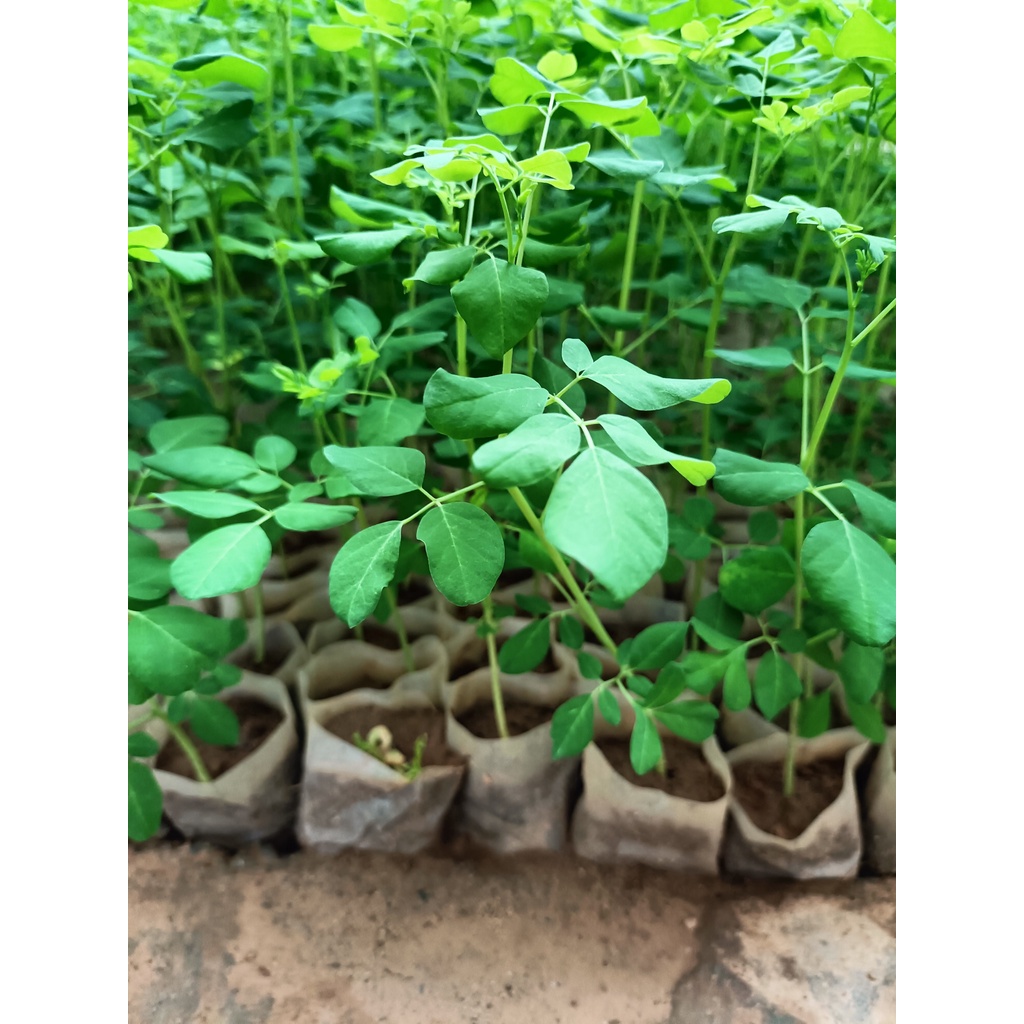 Combo 3 cây giống chùm ngây