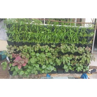 Bộ trồng cây treo tường
