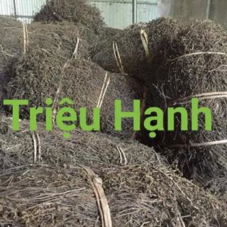 Lá thạch đen (cây sương sáo)