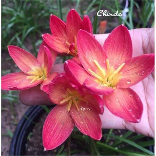 Củ hoa huệ mưa (tóc tiên) ngoại nhập Chinda (đảm bảo chuẩn tag, bảo hành mặt hoa)