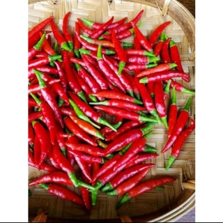 Ớt Đà Lạt tươi, xanh, sạch