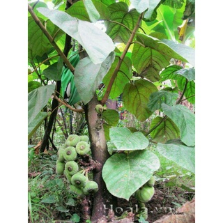 Cây Vả mật Huế .[GIỐNG CHẨN - CÂY HỢP KHÍ HẬU 3 MIỀN]
