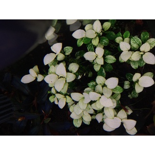 Phân Nước Đa Lượng 500ml | Buce Aquarist