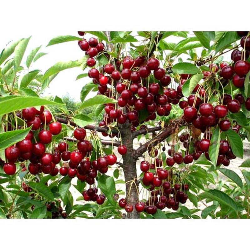 [Mã 155LIFESALE giảm 8% đơn 99K] GIỐNG CÂY CHERRY BRAZIL