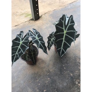 Cây môn quan âm - Alocasia Polly