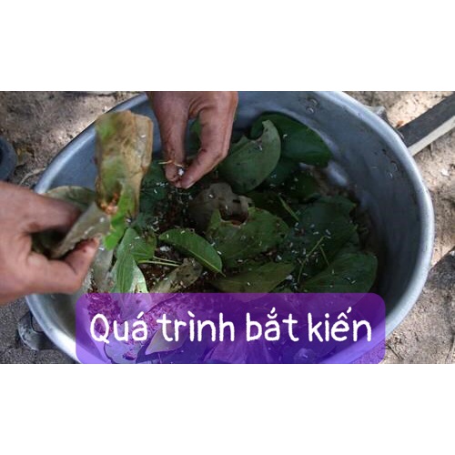 MUỐI KIẾN VÀNG NGUYÊN CON KHÔ NGON Đặc Sản Tây Nguyên Gia Lai