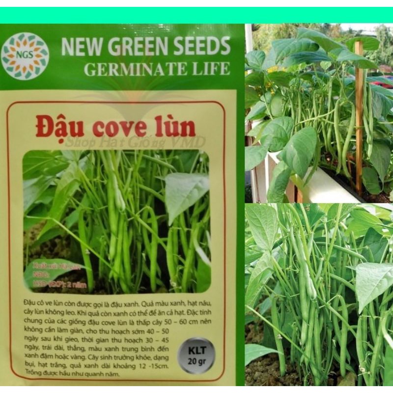 Hạt giống Đậu Cove Lùn (NEW GREEN SEEDS)