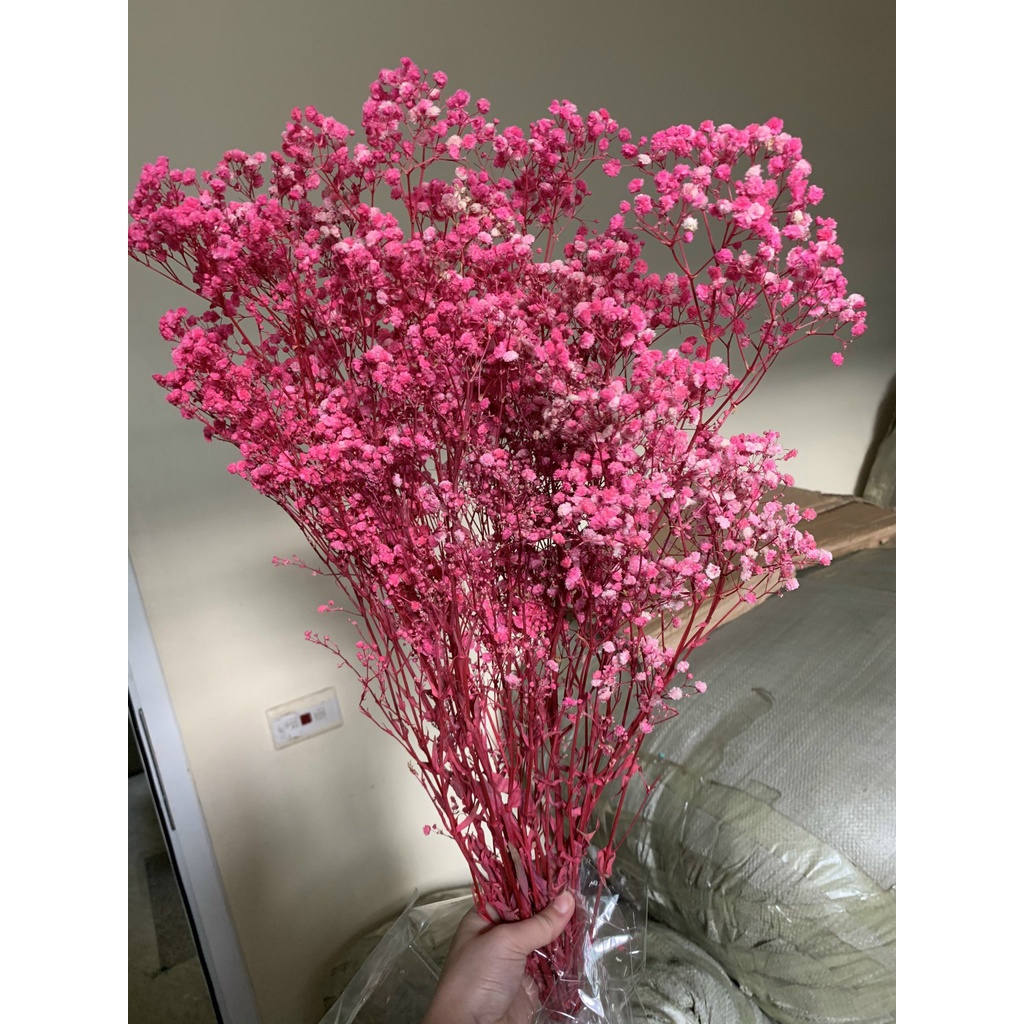 Hoa Baby Khô - Quà Tặng Hoa Khô, Decor Trang Trí