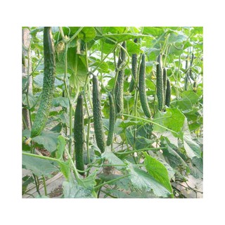 Hạt Giống Dưa Chuột Nhật 10 Hạt