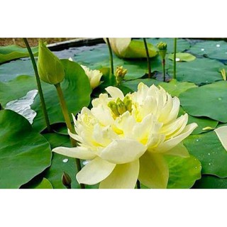 SEN MINI NHẬT 5 HẠT
